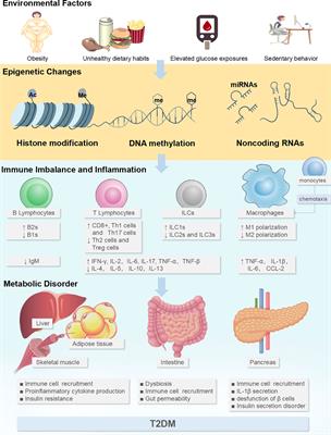 Inflammation-Related Epigenetic Modification: The Bridge Between Immune and Metabolism in Type 2 Diabetes